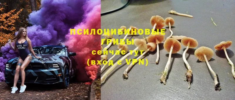 Псилоцибиновые грибы Cubensis  Андреаполь 